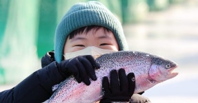 대한민국 진짜 겨울 제15회 평창송어축제 18만명 방문 | 위키트리 대한민국 진짜 겨울 제15회 평창송어축제 18만명 방문
