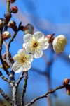 이번 일요일(입춘), 진짜 봄 날씨...예상 기온 보고 깜짝 놀랐다 | 위키트리 이번 일요일(입춘), 진짜 봄 날씨...예상 기온 보고 깜짝 놀랐다 