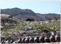 광양매화축제 팡파르~만개한 매화꽃 관광객 유혹 | 위키트리 광양매화축제 팡파르~만개한 매화꽃 관광객 유혹