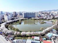 [포토]깊어가는 봄,양산근린공원 벚꽃 만개 상춘객 유혹 | 위키트리 [포토]깊어가는 봄,양산근린공원 벚꽃 만개 상춘객 유혹