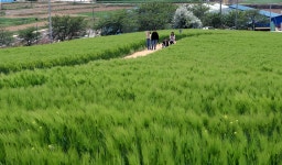 벚꽃축제 놓친 사람들이 봄을 만끽하기 좋은 곳 7 | 위키트리 벚꽃축제 놓친 사람들이 봄을 만끽하기 좋은 곳 7