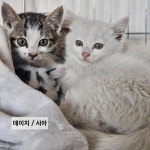 단순 변심으로 안타깝게 입양 취소된 새끼 고양이들 [함께할개] | 위키트리 단순 변심으로 안타깝게 입양 취소된 새끼 고양이들 [함께할개]