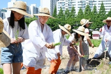 김동근 의정부시장, 전통 손 모내기 체험 행사 동참 | 위키트리 김동근 의정부시장, 전통 손 모내기 체험 행사 동참