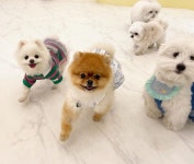 서정대 학교기업 펫인쥬 3호점 애견유치원&호텔 오픈 | 위키트리 서정대 학교기업 펫인쥬 3호점 애견유치원&호텔 오픈