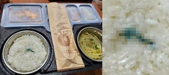 진짜 개구리 반찬?... 건설 현장 근로자들 도시락에서 나왔다 (울산) | 위키트리 진짜 개구리 반찬?... 건설 현장 근로자들 도시락에서 나왔다 (울산)