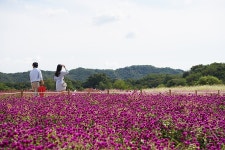 양주시, 전국 최대규모 나리농원 천만송이 천일홍 축제 27일 개최 | 위키트리 양주시, 전국 최대규모 나리농원 천만송이 천일홍 축제 27일 개최