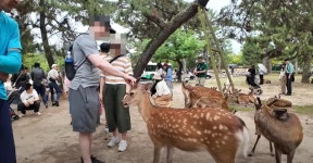죄 없는 사슴에게 이런 짓을... 한국인들, 일본 나라 공원서 나라 망신 | 위키트리 죄 없는 사슴에게 이런 짓을... 한국인들, 일본 나라 공원서... 