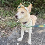 살날이 더 많은데…이름 없는 공고번호 2024-400 [함께할개] | 위키트리 아직 살날이 더 많은데…이름 없는 공고번호 2024-400 [함께할개]