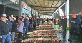 영덕대게, 금어기 해제 후 2024년 첫 위판 | 위키트리 영덕대게, 금어기 해제 후 2024년 첫 위판