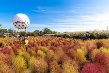 짧은 가을... 누구나 즐길 수 있는 서울 단풍 핫플 BEST 4 | 위키트리 짧은 가을... 누구나 즐길 수 있는 서울 단풍 핫플 BEST 4 