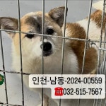 귀를 의심했다 성대수술로 맘껏 짖지 못한 채 버려진 아이 [함께할개] | 위키트리 귀를 의심했다 성대수술로 맘껏 짖지 못한 채 버려진 아이... 