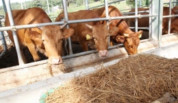 옛날엔 소 여물통으로 직행했는데…이젠 건강식으로 대접받는 한국 식재료 | 위키트리 옛날엔 소 여물통으로 직행했는데…이젠 건강식으로... 