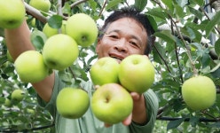20년…대세 일본 과일 꺾으려고 개발된 한국의 토종 과일 | 위키트리 연구기간 무려 20년…대세 일본 과일 꺾으려고 개발된 한국의 토종 과일