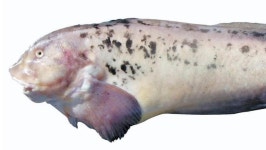 잡혀도 그냥 버리던 ‘최강 못난이’였는데...이젠 세상 귀한 취급받는... 버리던 ‘최강 못난이’였는데...이젠 세상 귀한 취급받는 ‘대반전’ 생선