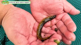 낙동강에만 서식…미꾸라지인 줄 알고 매운탕 끓였다간 500만원 내야 하는 멸종위기종 | 위키트리 낙동강에만 서식…미꾸라지인 줄 알고... 