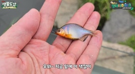 1m 수로서 발견된 오직 한국에서만 사는 토종 물고기 | 위키트리 “진짜 신기하다” 1m 수로서 발견된 오직 한국에서만 사는 토종 물고기