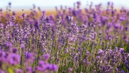 이게 한국이라고?… 인생샷 건질 수 있는 국내 라벤더 성지 | 위키트리 이게 한국이라고?… 인생샷 건질 수 있는 국내 라벤더 성지