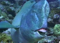 세상에서 가장 신기한 물고기... 멸종되면 사람마저 진짜 큰일 난다 | 위키트리 세상에서 가장 신기한 물고기... 멸종되면 사람마저 진짜 큰일 난다