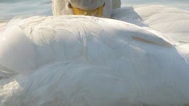 모두가 포기했는데…죽음의 호수였던 시화호에서 발견된다는 멸종위기 1급 동물 | 위키트리 모두가 포기했는데…죽음의 호수였던... 