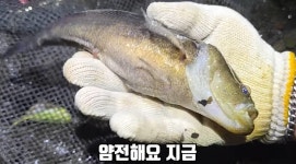 “와 이거 뭐야” 실제 상황…제주 하천서 족대에 걸린 희귀 민물고기 ‘정체’ | 위키트리 “와 이거 뭐야” 실제 상황…제주 하천서 족대에... 