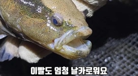 “와 이거 뭐야” 실제 상황…제주 하천서 족대에 걸린 희귀 민물고기 ‘정체’ | 위키트리 “와 이거 뭐야” 실제 상황…제주 하천서 족대에... 