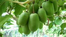 올해 처음 마트에 등장한 한국 토종 과일 | 위키트리 작지만 영양은 슈퍼푸드급... 올해 처음 마트에 등장한 한국 토종 과일