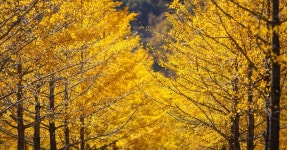 양평군, 단월면발전협의회 발대식 개최 | 위키트리 양평군, 단월면발전협의회 발대식 개최 