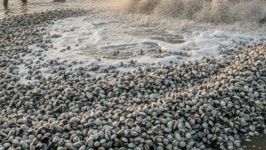 너도나도 좋아하는 인기 식재료인데…대부도에 무려 44톤 풀린 이 수산물 정체 | 위키트리 너도나도 좋아하는 인기 식재료인데…대부도에... 