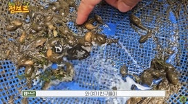 수십만 분의 1 확률…한국 연못서 바글바글 잡힌 황금빛 초희귀 동물 정체 | 위키트리 수십만 분의 1 확률…한국 연못서 바글바글 잡힌... 