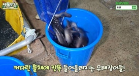 한국서 평생 한 번 보기도 어려운데…수조마다 바글바글 쏟아진 ‘희귀동물’ 정체 | 위키트리 한국서 평생 한 번 보기도 어려운데…수조마다... 