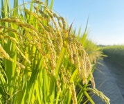 나주 혁신도시에 빛가람 종합병원 착공 | 위키트리 나주 혁신도시에 빛가람 종합병원 착공