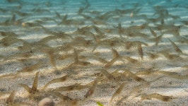 전남 신안군,유채꽃 70~80% 생육 부진 2024 팔금 섬 유채꽃축제 취소 | 위키트리 전남 신안군,유채꽃 70~80% 생육 부진 2024 팔금 섬... 