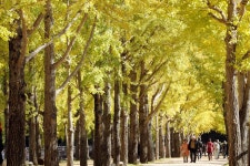 입장료 없다… 아침엔 물안개, 낮엔 황금빛으로 변하는 ‘은행나무길’ | 위키트리 입장료 없다… 아침엔 물안개, 낮엔 황금빛으로 변하는... 