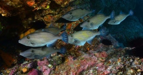 딴 물고기에 손이 안 갈 정도 돌돔회도 안 먹는 전문가가 맛에 놀란 생선 | 위키트리 딴 물고기에 손이 안 갈 정도 돌돔회도 안 먹는 전문가가... 