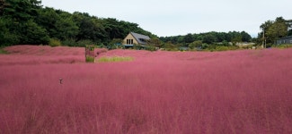 파도가 일렁인다”… 입장료 아깝지 않을 만한 핑크뮬리 축제 | 위키트리 “분홍빛 파도가 일렁인다”… 입장료 아깝지 않을 만한 핑크뮬리 축제
