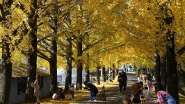 입장료 없는데 이 정도라고?… 온통 황금빛으로 물든 은행나무길 | 위키트리 입장료 없는데 이 정도라고?… 온통 황금빛으로 물든 은행나무길