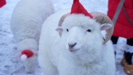 “고3 큰일났다…” EBS 수능 연계 교재에서 너무 많은 오류가 발생했다 | 위키트리 “고3 큰일났다…” EBS 수능 연계 교재에서 너무 많은... 