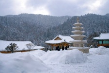 1km 내내 피톤치드 폭발… 1700그루 전나무 숲이 있는 1400년 고찰 | 위키트리 1km 내내 피톤치드 폭발… 1700그루 전나무 숲이 있는... 