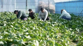 [인사] 카카오페이증권 | 위키트리 [인사] 카카오페이증권