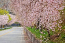 수양벚꽃길 | 위키트리 “분홍 폭포가 쏟아진다”… 5km 내내 핑크빛으로 물든 국내 유일 수양벚꽃길