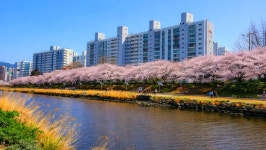 5.6km 따라 분홍빛 장관… 발밑엔 유채꽃까지 펼쳐지는 부산 봄 명소 | 위키트리 5.6km 따라 분홍빛 장관… 발밑엔 유채꽃까지 펼쳐지는 부산... 