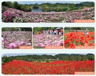 임실군, 오수면 행복누리원 건립사업 주민 기대감 UP | 위키트리 임실군, 오수면 행복누리원 건립사업 주민 기대감 UP  