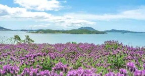 신안군 지도읍 선도, 중생대 백악기의 화산활동 흔적 발견 | 위키트리 신안군 지도읍 선도, 중생대 백악기의 화산활동 흔적 발견