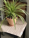 오유먼트 Beige Check Kitchen Cloth 오유먼트 제작 키친 클로스 집들이 선물 홈카페 테이블 매트