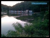 붕어굳은살 민물낚시 노지조행기 > 바다가 안은 저수지  : 낚시사랑