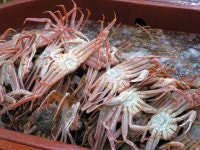 (하얀새) 콧바람 쐬고 있습니다. ^^ ::: 82cook.com