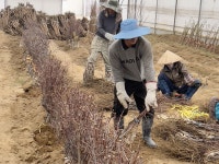 대추나무 묘목 복조대추나무 3년생 결실주 : 묘목,조경,인테리어 - 심폴