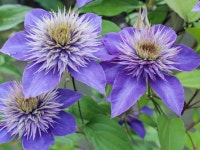 클레마티스 큰꽃으아리 멀티블루 으아리꽃 노지월동 덩굴식물 꽃나무 : 묘목,조경,인테리어 - 심폴