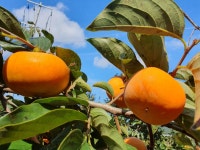 감나무 묘목 차량 단감나무 1년생 중묘 : 묘목,조경,인테리어 - 심폴