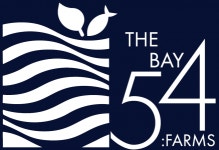 [엠티브이관상어영어조합법인] [시흥 거북섬] The Bay 54 아쿠아리움 테마파크부 신규직원 채용 - 사람인